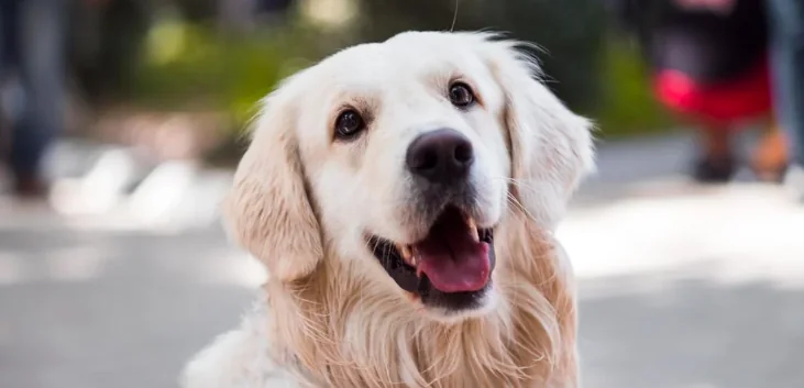 Cagnolino aspetta il suo padrone all'ospedale